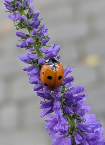 Seven-spotted Lady Beetle