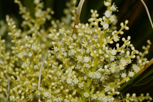 Nolina erumpens