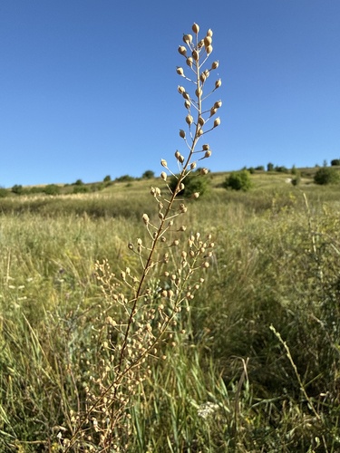 Camelina microcarpa, photograph 3