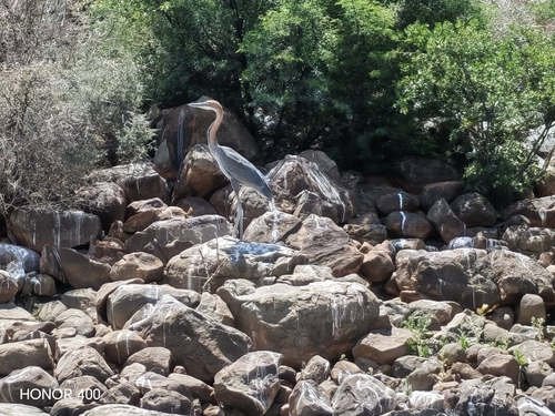 iNaturalist image