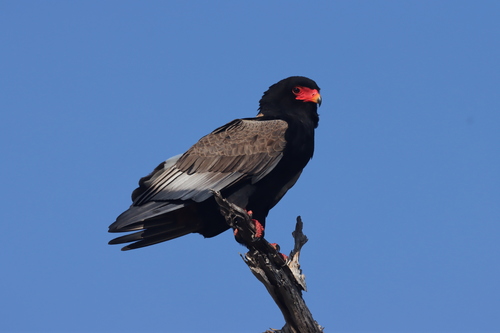 Águila volatinera (Terathopius ecaudatus)