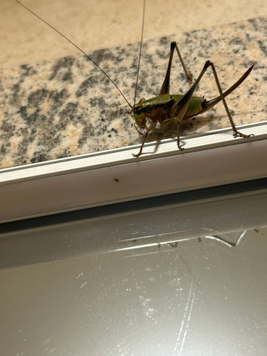 Schmidt's Marbled Bush-cricket