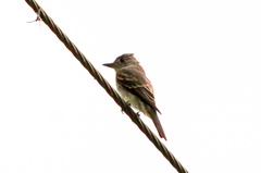 Contopus cinereus