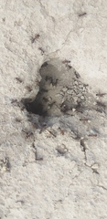 Acromyrmex