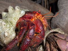 Coenobita perlatus