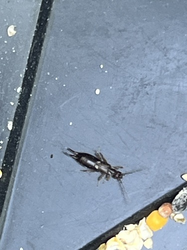 European Earwig