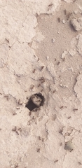 Acromyrmex