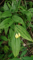 Disporum kawakamii
