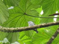 Conirostrum margaritae