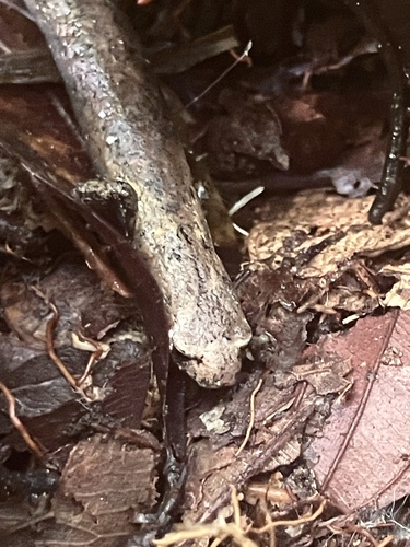 Nauta Mushroom-tongue Salamander, Bolitoglossa paraensis