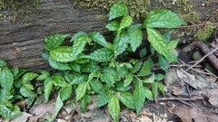 Elatostema cyrtandrifolium