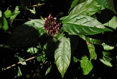 Palicourea suerrensis