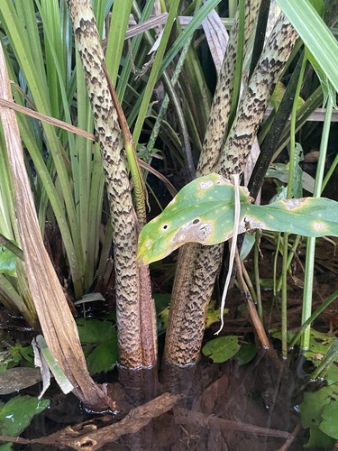 Urospatha sagittifolia, photograph 5