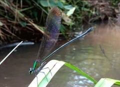 Vestalis nigrescens