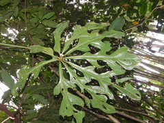 Anthurium clavigerum