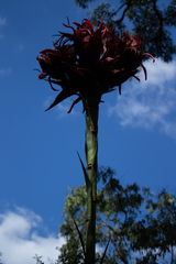Doryanthes excelsa