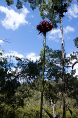 Doryanthes excelsa
