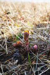 Tussilago farfara