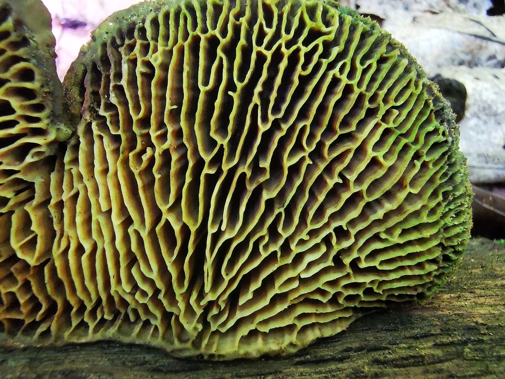 Oak mazegill