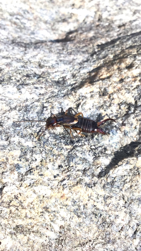 European Earwig photo 5