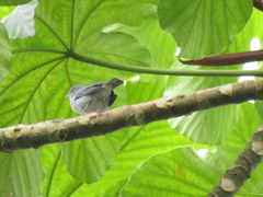 Conirostrum margaritae