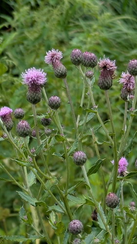 creeping thistle