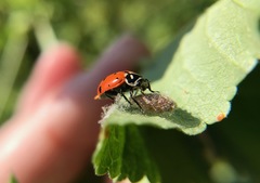 Dinocampus coccinellae