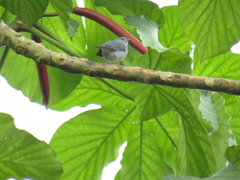 Conirostrum margaritae