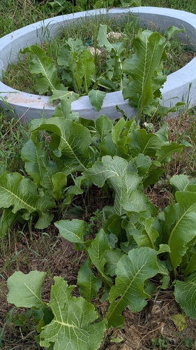 Horseradish