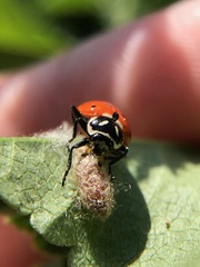 Dinocampus coccinellae