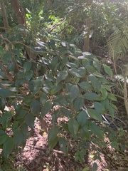 Syzygium luehmannii