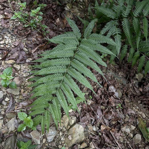 Pteris biaurita observed 2026-07-19
