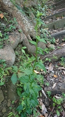 Lysimachia capillipes
