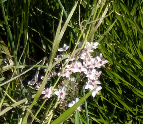 Flowering-rush