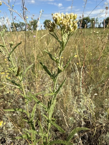 Achillea setacea