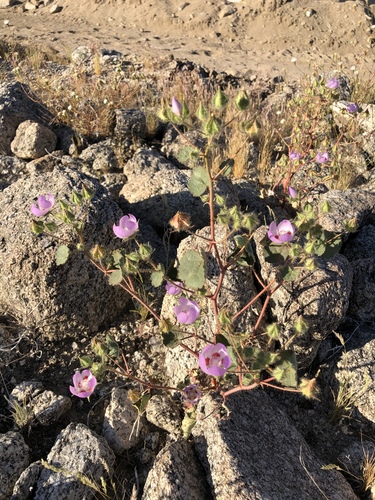 iNaturalist observation photo of desert fivespot