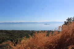 Hyparrhenia variabilis