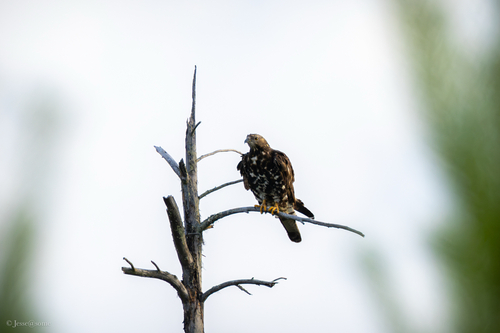 European Honey-buzzard