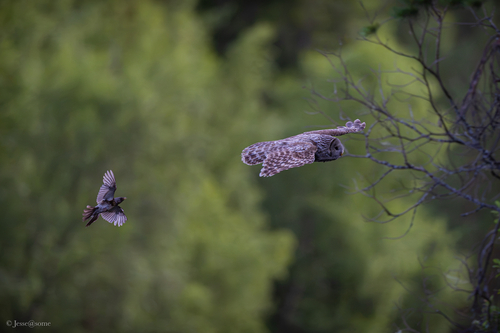 Ural Owl