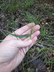 Dichanthelium boscii