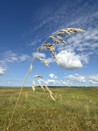 Poa angustifolia, photograph 2
