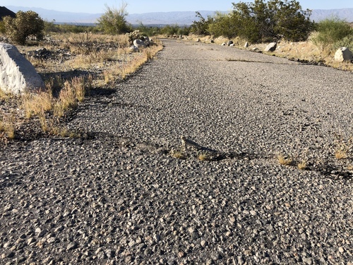 iNaturalist observation photo of Desert Horned Lizard