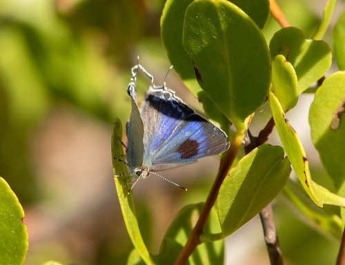 Black-spotted Flash