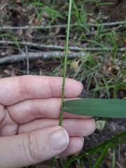 Dichanthelium boscii
