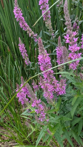 purple loosestrife