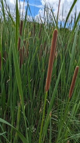 narrow-leaved cattail