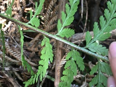 Asplenium bulbiferum