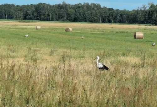 White Stork