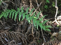 Asplenium bulbiferum