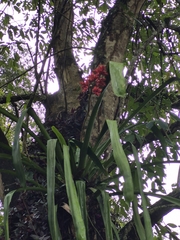 author not stated, no rights reserved Hohenbergia stellata, photograph author not stated, no rights reserved